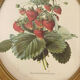 Framed botanical print of Fragaria Grandiflora