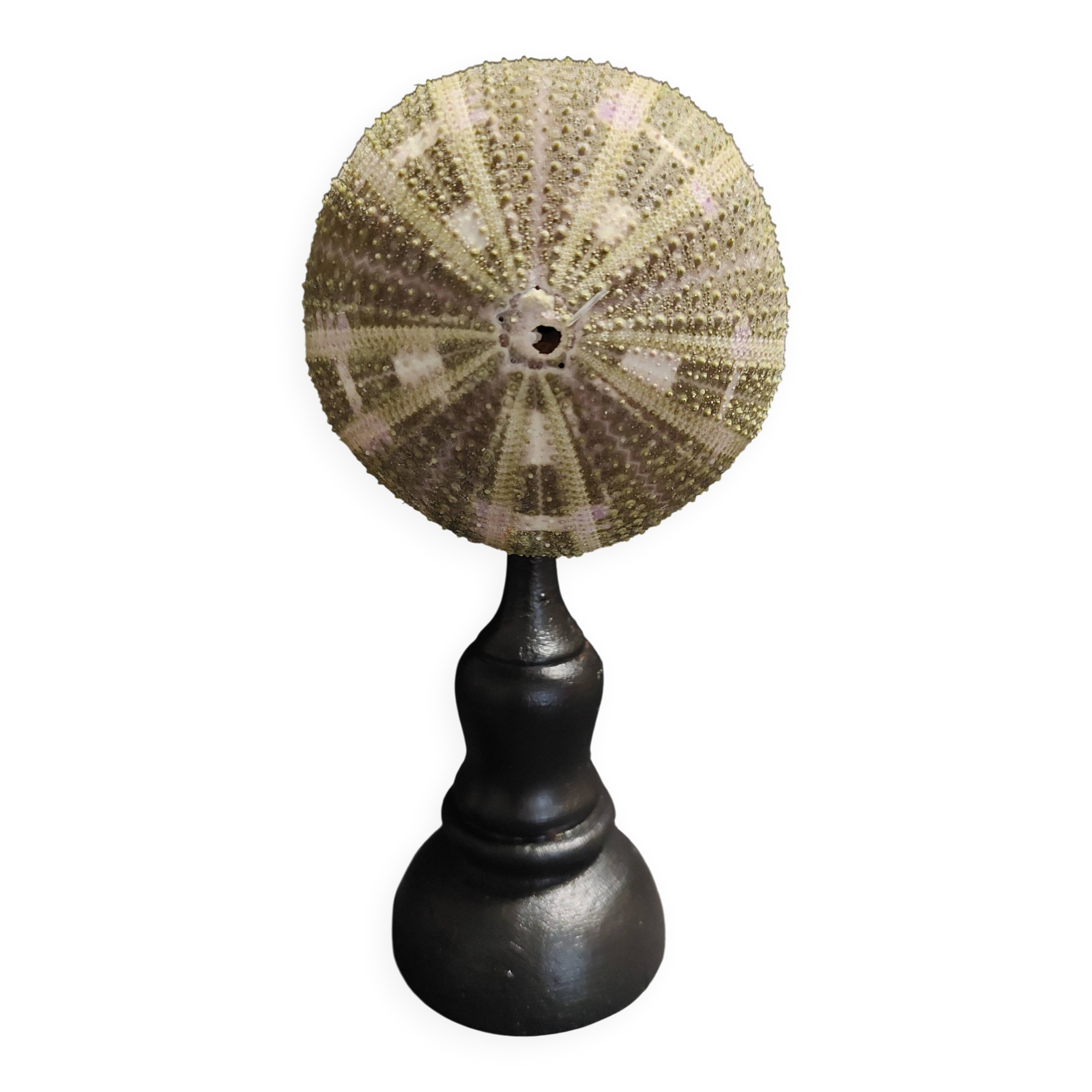 Cabinet of Curiosities sea urchin flower toxopneustes pileolus on a base