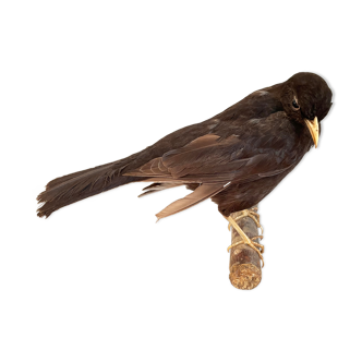Taxidermy Common Blackbird, Turdus Merula, Stuffed European Animal, Wall Decoration