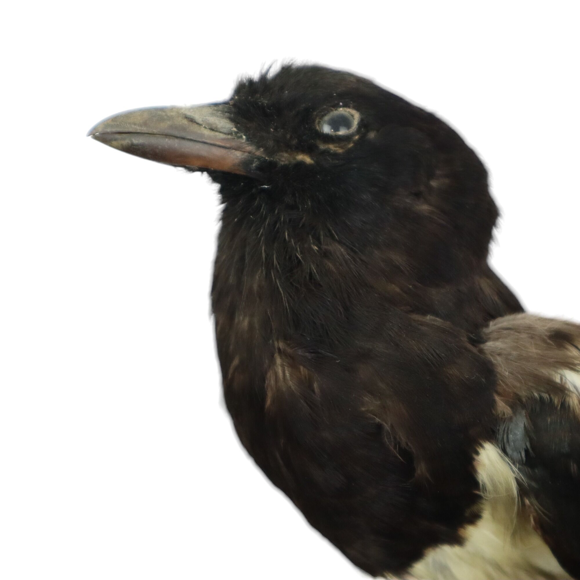 Taxidermy old stuffed bird magpie on branch wall decoration 40cm