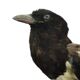 Taxidermy old stuffed bird magpie on branch wall decoration 40cm