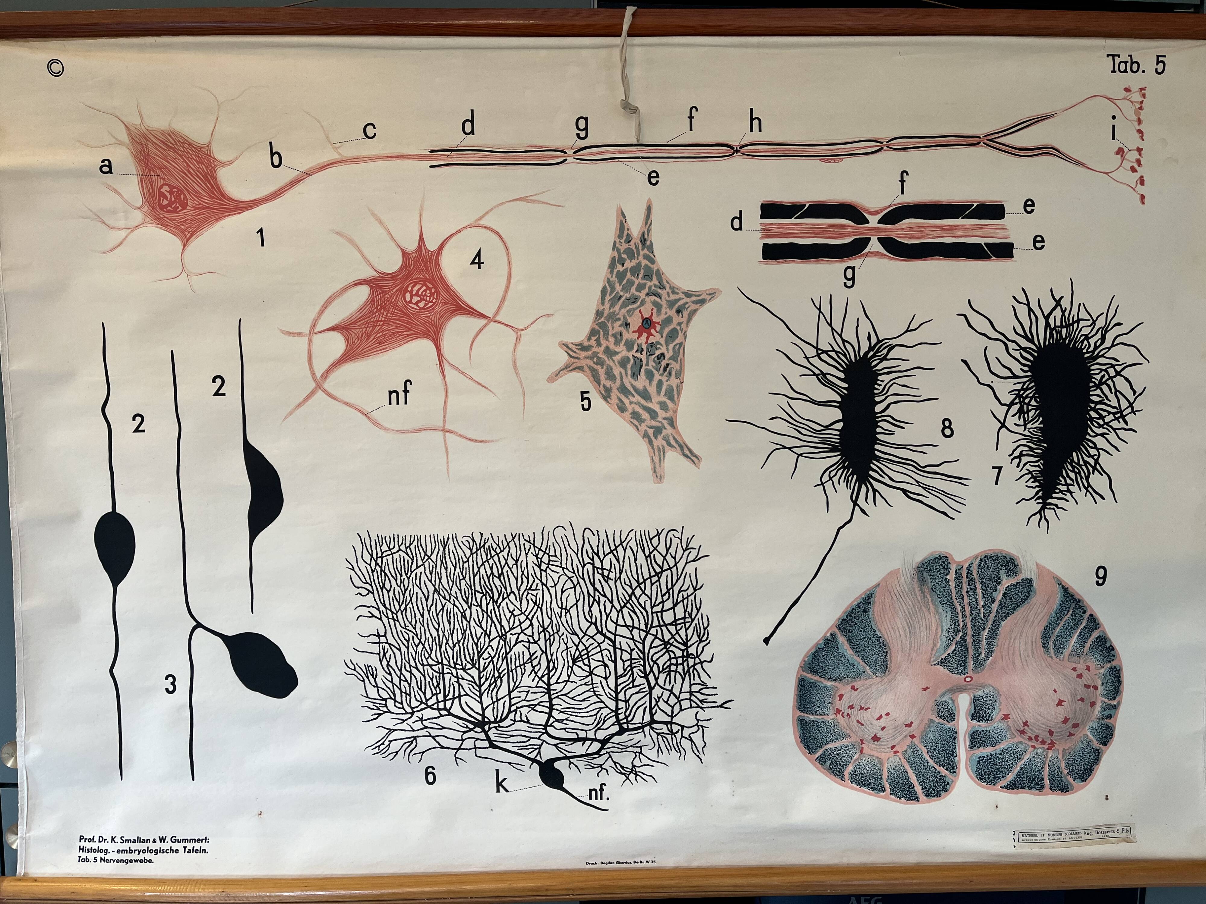 Zoological poster, cell of the animal body