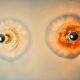 Pair of round wall lights by Murano Mazzega in frosted glass, Italy, 1970