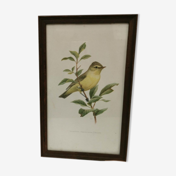 Lithograph hippolais icterina vintage bird (19x27cm)