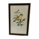 Lithographie hippolais icterina oiseau vintage (19x27cm)