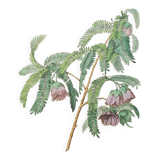 Spaendoncea tamarandifolia