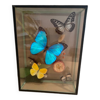 Papillons sous verre
