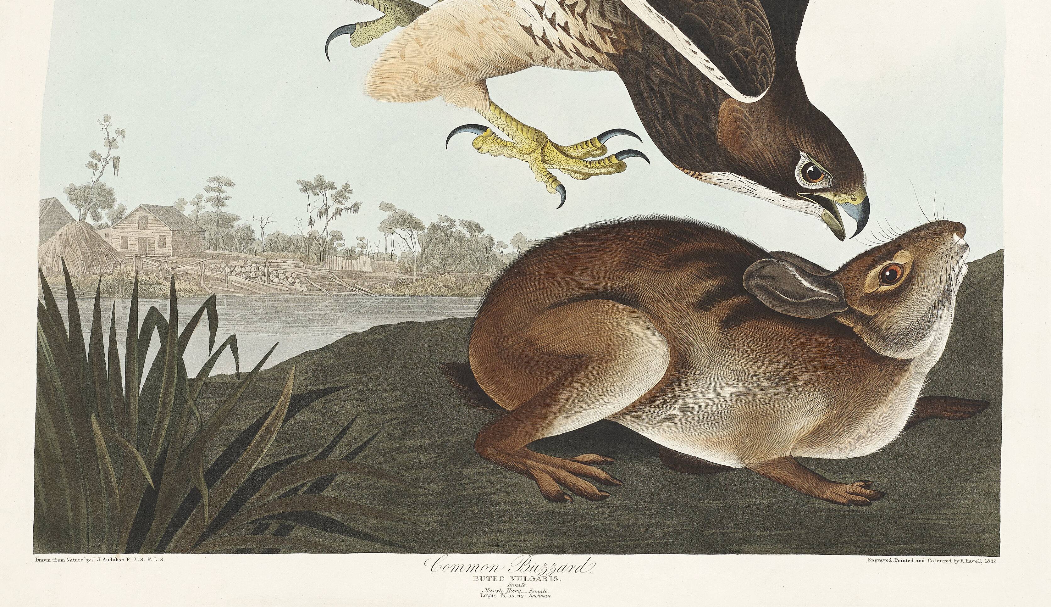 Poster about the Common Buzzard, based on an old engraving from 1827.