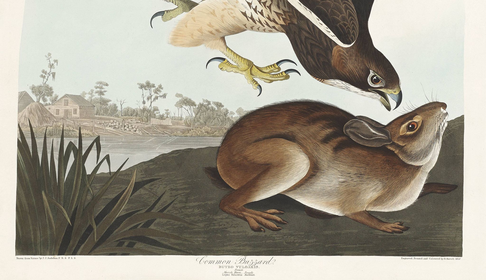 Affiche sur la Buse variable, d’après une gravure ancienne de 1827.