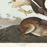 Poster about the Common Buzzard, based on an old engraving from 1827.