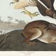 Poster about the Common Buzzard, based on an old engraving from 1827.