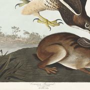 Affiche sur la Buse variable, d’après une gravure ancienne de 1827.