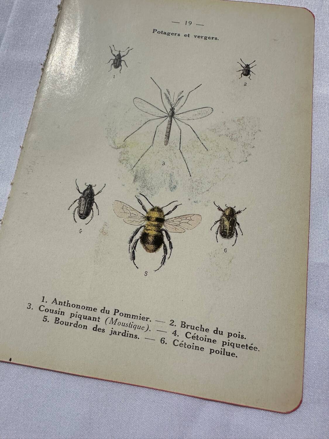 Gravure papillon ancienne planche botanique naturaliste double face