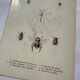 Gravure papillon ancienne planche botanique naturaliste double face