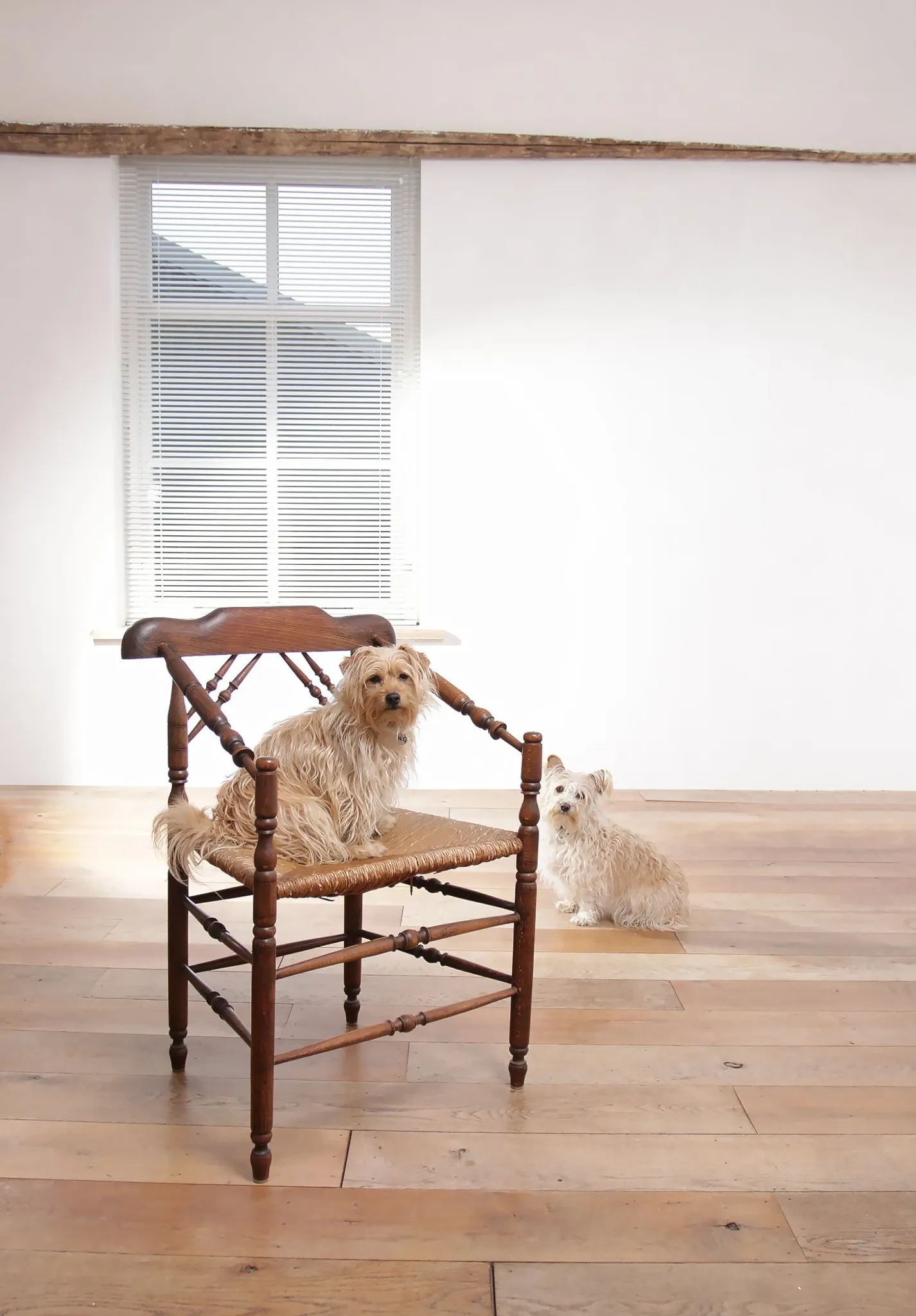 Rare antique Dutch oak armchair with rush seat