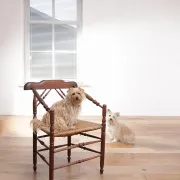 Rare antique Dutch oak armchair with rush seat