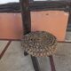 Wooden wooden chair vintage rush 1960