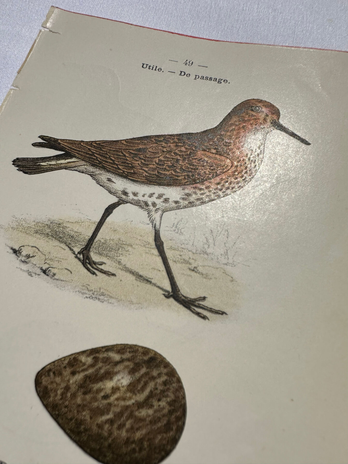 Planche Botanique Gravure oiseaux naturaliste  19eme recto verso  A