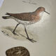 Planche Botanique Gravure oiseaux naturaliste  19eme recto verso  A