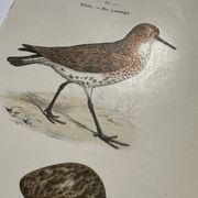 Botanical Plate Engraving of Birds, Naturalist, 19th Century, Double-sided A