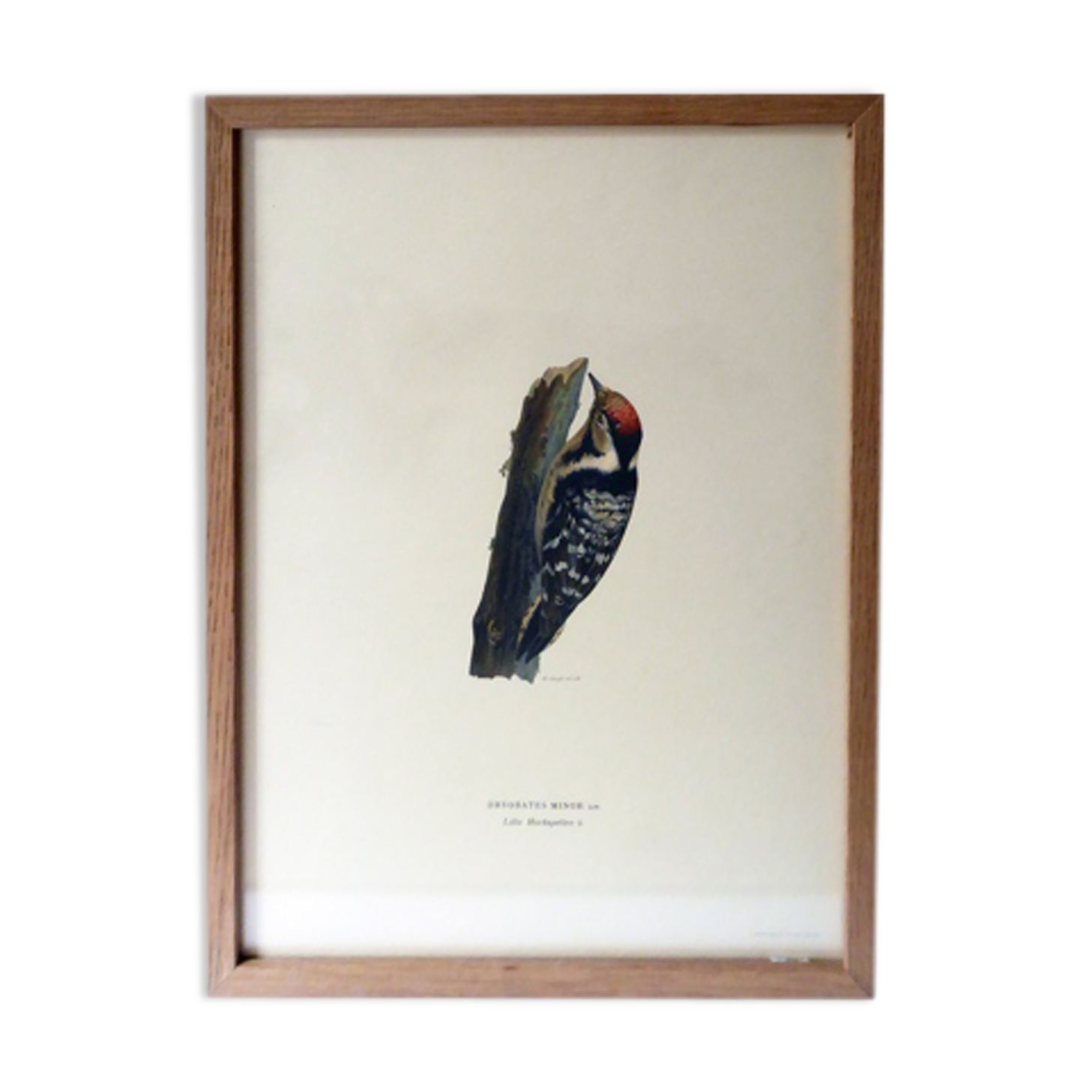 Natural History Color Lithography Pic Épeichette 1929