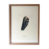 Natural History Color Lithography Pic Épeichette 1929