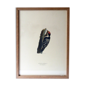 Natural History Color Lithography Pic Épeichette 1929