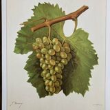 Page 1 of 5 Botanical plate rare vine