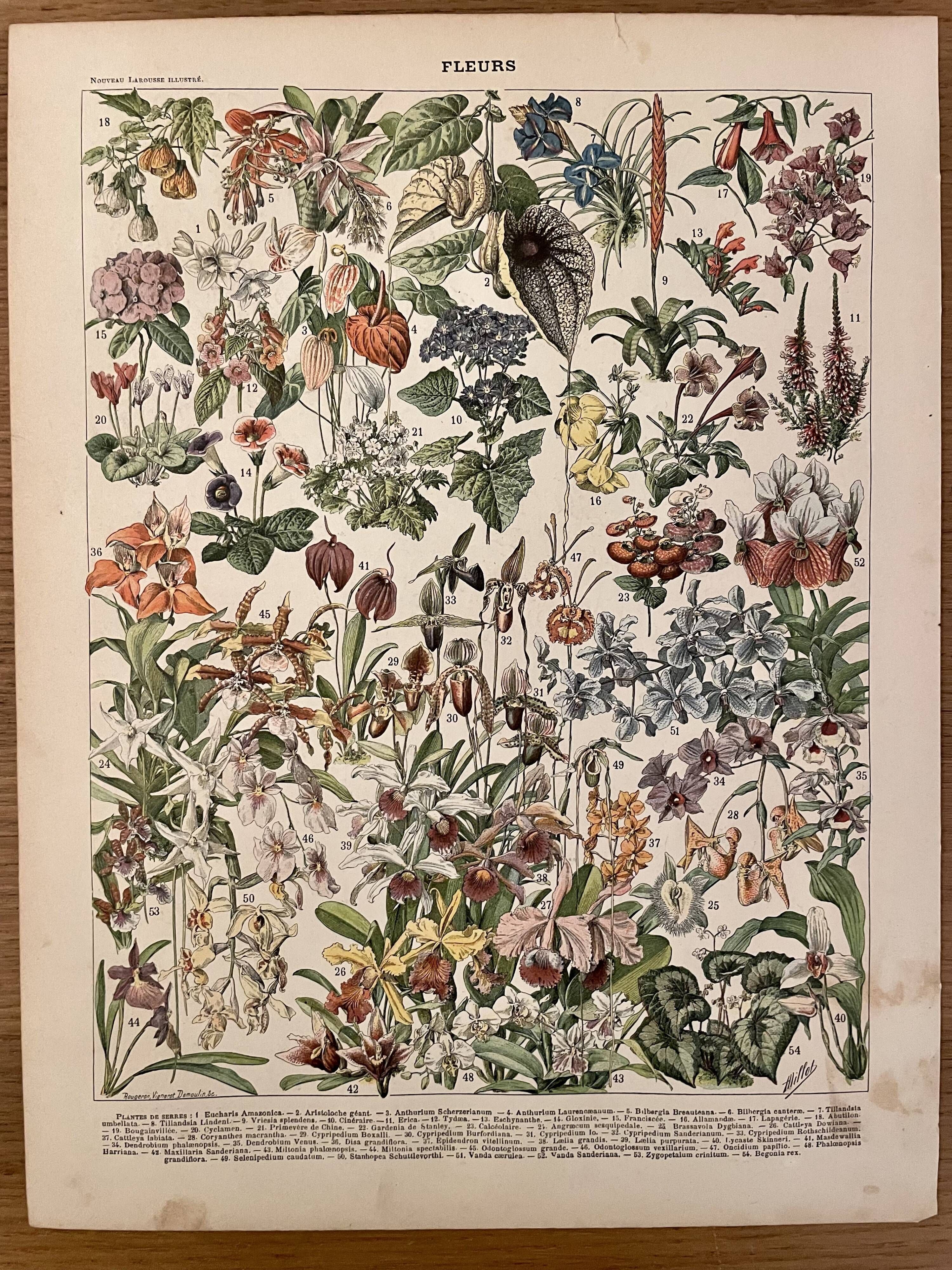 Lithographie gravure sur les fleurs de 1897 catalpa