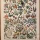 Lithographie gravure sur les fleurs de 1897 catalpa