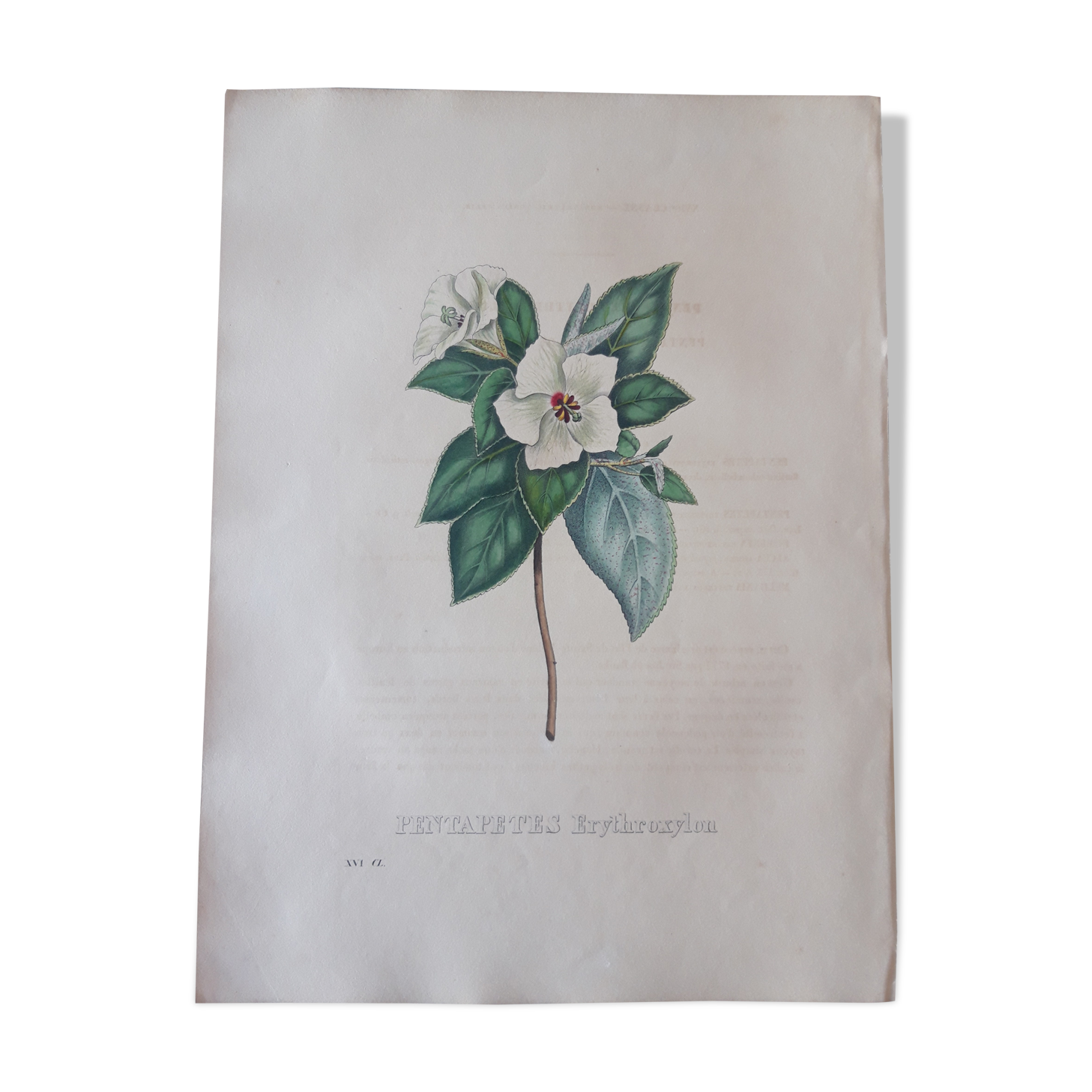 Botanical plank Pentapetes Erythroxylon, lithographed and colored, Sertum Botanicum 1832