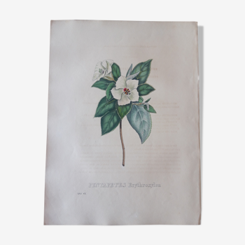 Planche botanique Pentapetes Erythroxylon, lithographiée et coloriée, Sertum Botanicum 1832