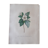 Botanical plank Pentapetes Erythroxylon, lithographed and colored, Sertum Botanicum 1832