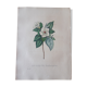 Botanical plank Pentapetes Erythroxylon, lithographed and colored, Sertum Botanicum 1832