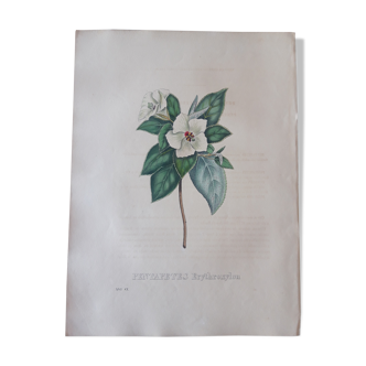 Planche botanique Pentapetes Erythroxylon, lithographiée et coloriée, Sertum Botanicum 1832