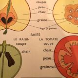 Displays educational fruit / leaves - Nightingale