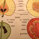 Displays educational fruit / leaves - Nightingale