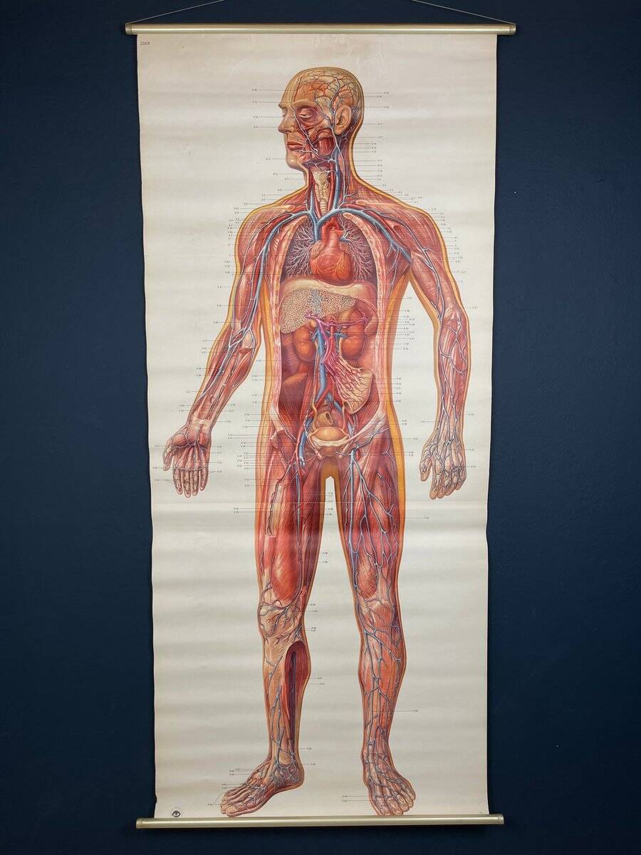 Vintage educational poster of the circulatory system from the Deutsches Hygiene Museum Dresden GDR (East Germany), 1976.