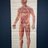 Vintage educational poster of the circulatory system from the Deutsches Hygiene Museum Dresden GDR (East Germany), 1976.