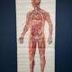 Vintage educational poster of the circulatory system from the Deutsches Hygiene Museum Dresden GDR (East Germany), 1976.