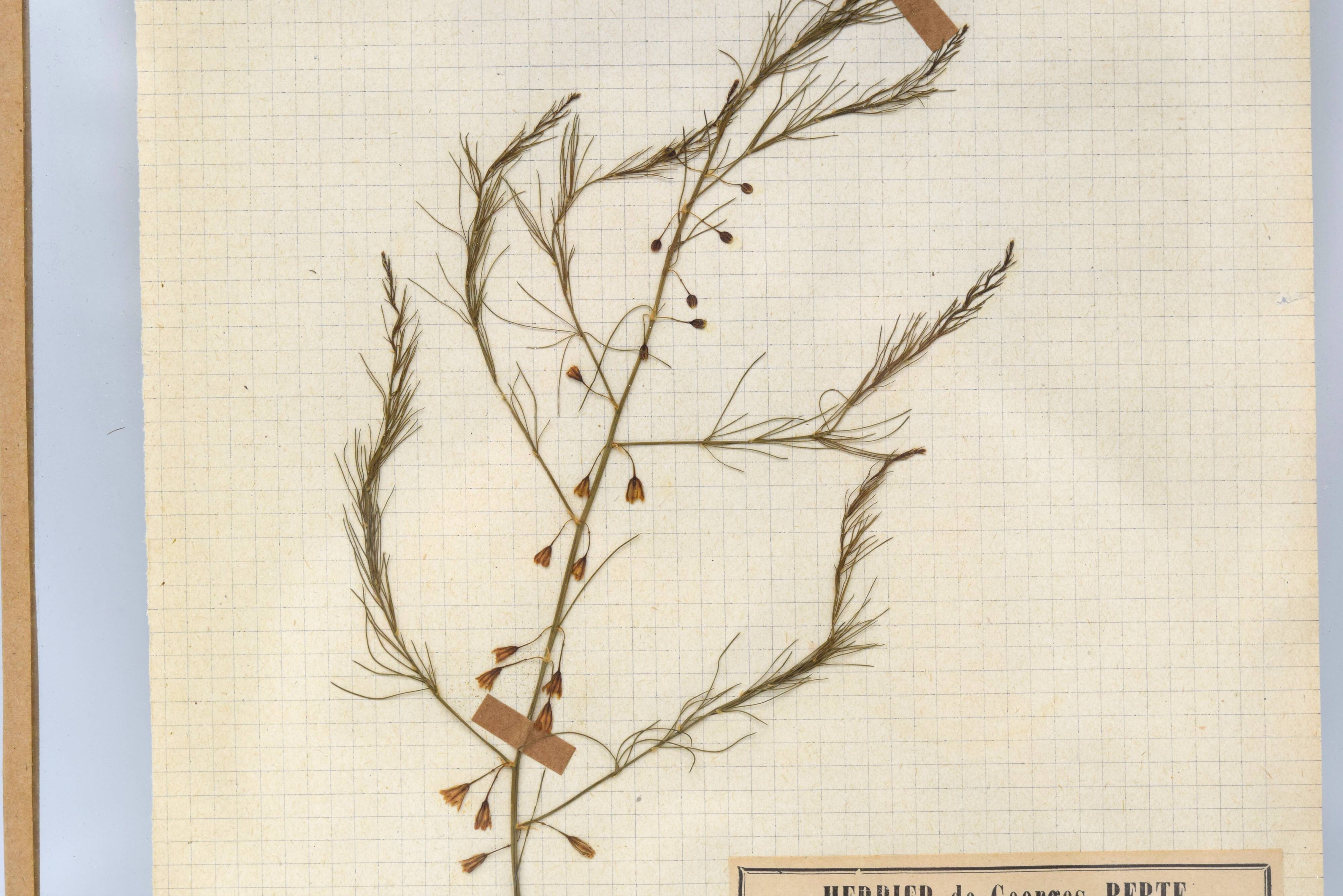 George Bert Herbarium