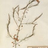 George Bert Herbarium