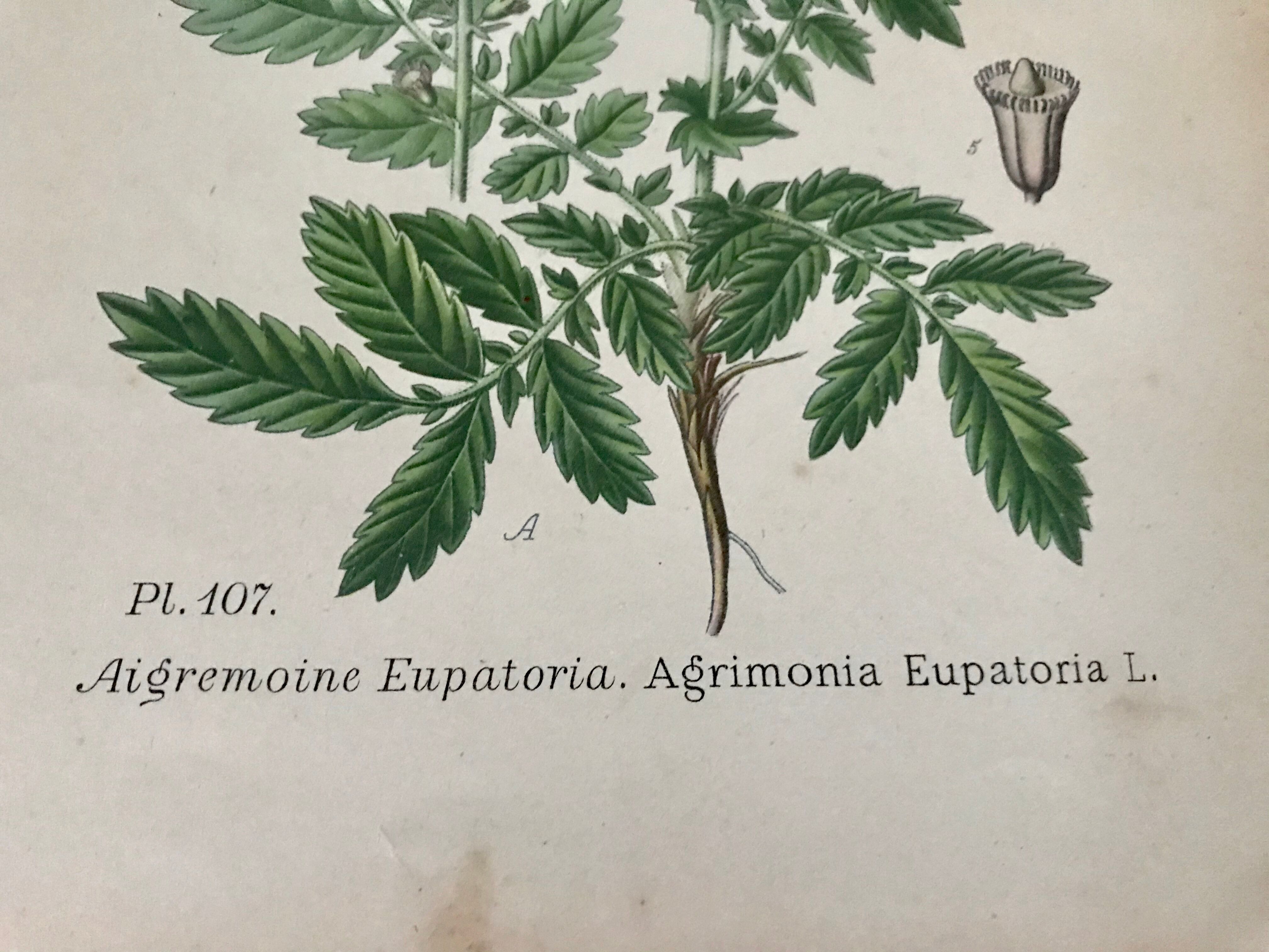 Botanical planks of yellow flowers 1891