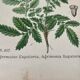 Botanical planks of yellow flowers 1891