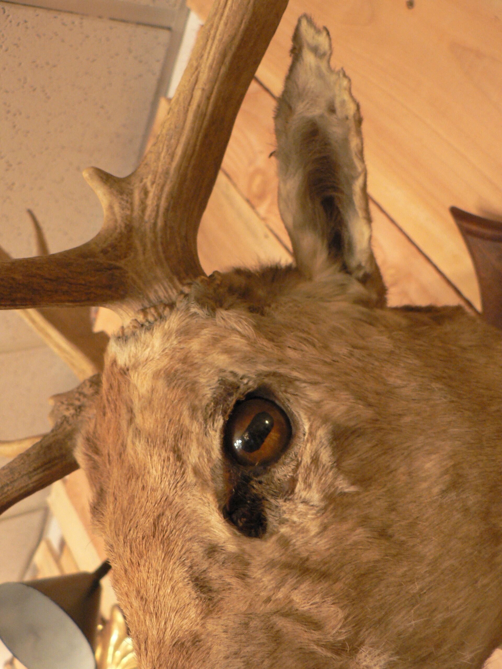 Naturalized deer hunting trophy head