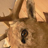 Naturalized deer hunting trophy head
