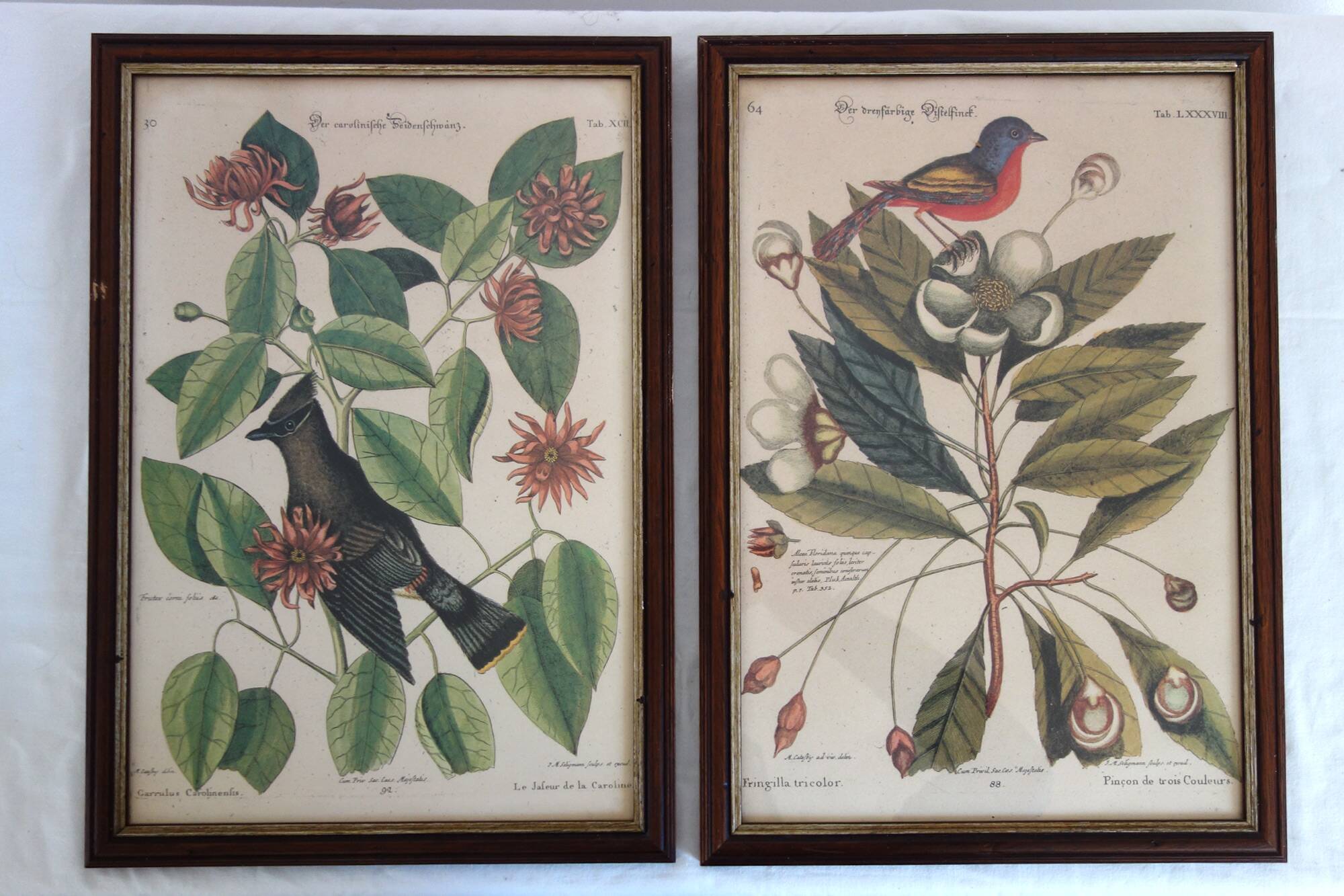 Lot of 2 old bird engravings - zoological plates by Seligmann & Catesby