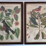 Lot of 2 old bird engravings - zoological plates by Seligmann & Catesby