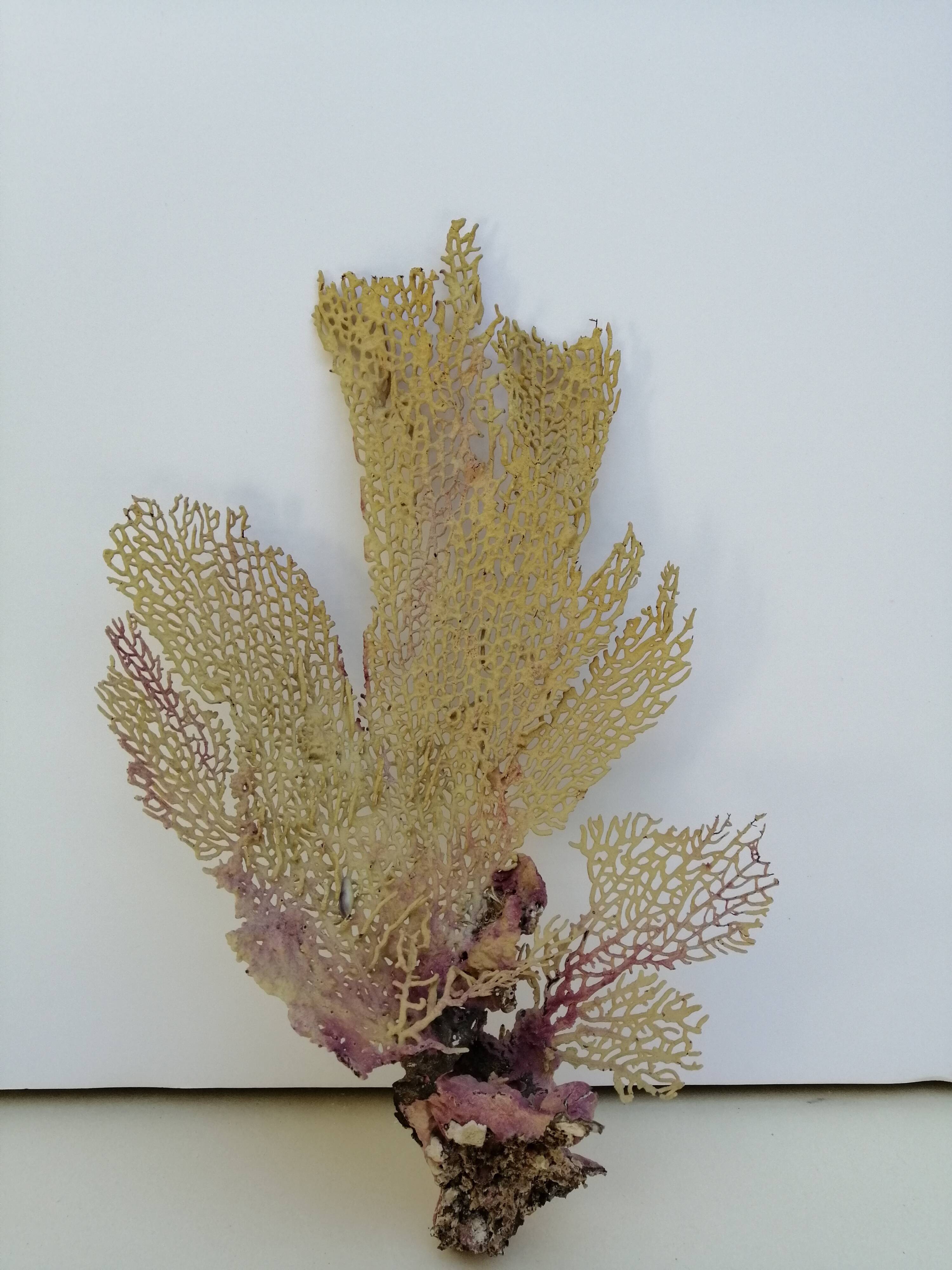 Ancient gorgon coral