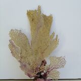 Ancient gorgon coral